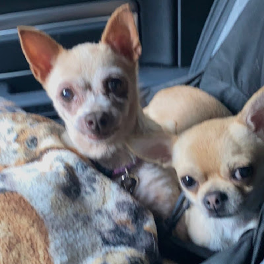 Meet your Posher, Diana